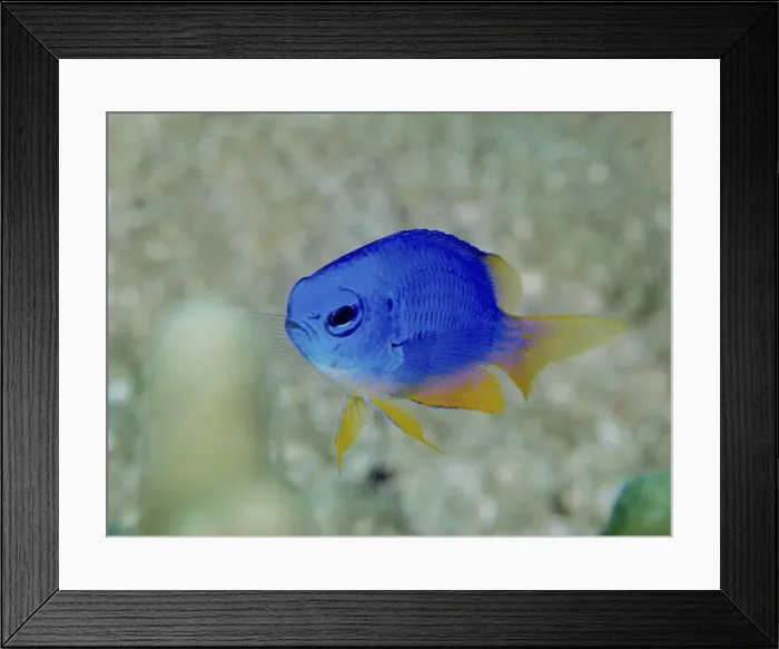 Framed Print : A blue fish with yellow fins, Neon Demoiselle (Pomacentrus coelestis) Framed Print : A blue fish with yellow fins, Neon Demoiselle (Pomacentrus coelestis)