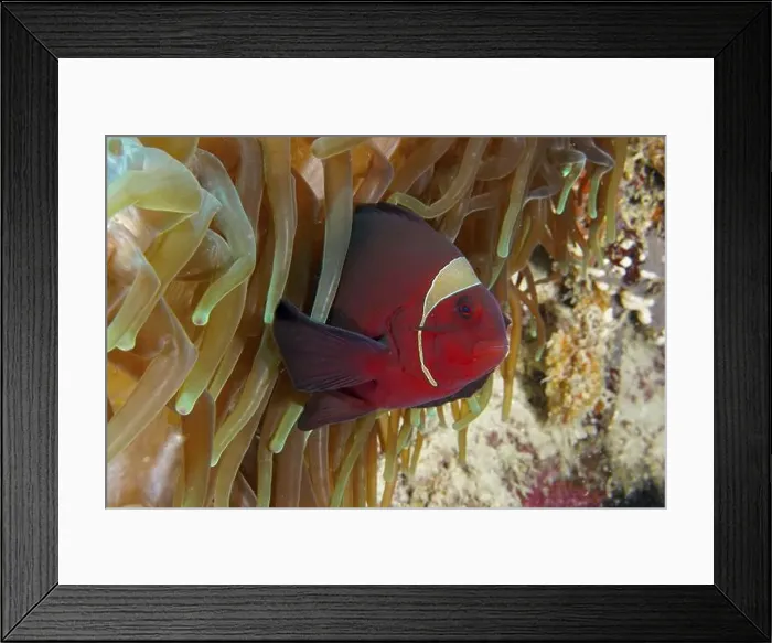 Framed Print : A red velvet anemonefish, spiny anemonefish (Amphiprion biaculeatus) hidden between the tentacles of a sea anemone Framed Print : A red velvet anemonefish, spiny anemonefish (Amphiprion biaculeatus) hidden between the tentacles of a sea anemone