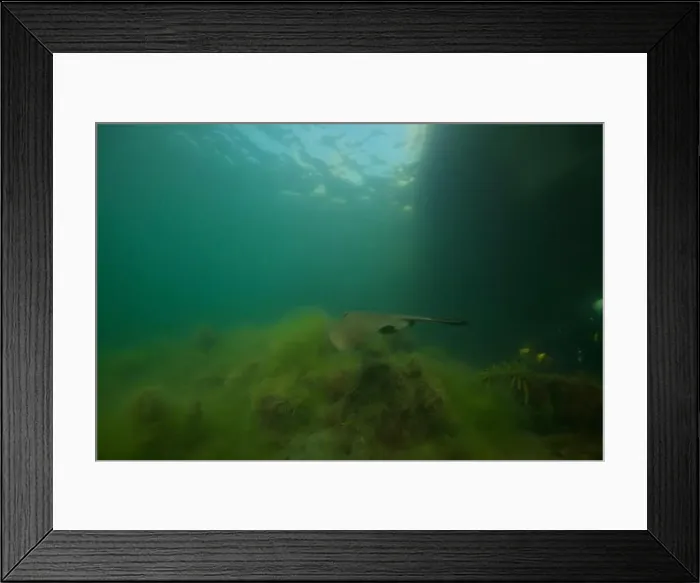 Framed Print : Marine Life of Port Philip bay, Australia Framed Print : Marine Life of Port Philip bay, Australia