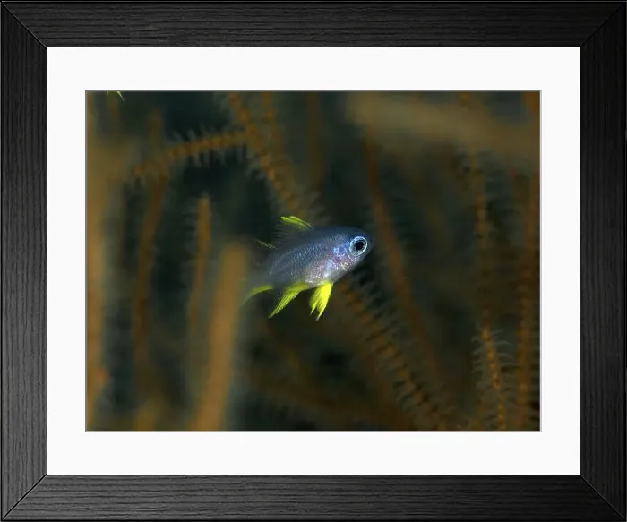 Framed Print : A small fish with yellow fins, Golden damselfish (Amblyglyphidodon aureus) juvenile Framed Print : A small fish with yellow fins, Golden damselfish (Amblyglyphidodon aureus) juvenile
