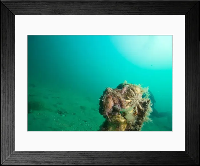 Framed Print : Marine Life of Port Philip bay, Australia Framed Print : Marine Life of Port Philip bay, Australia