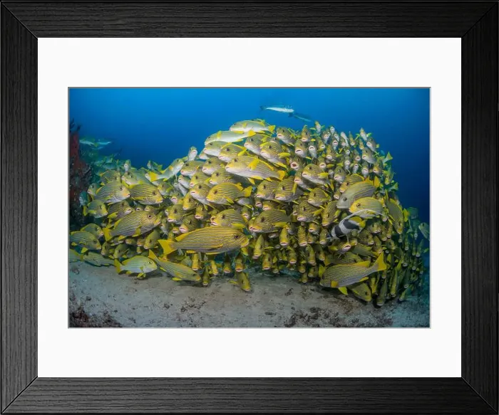 Framed Print : Densely packed school of ribbon sweetlips (Plectorhinchus polytaenia), Raja Ampat, Indonesia