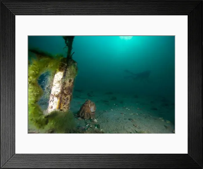 Framed Print : Marine Life of Port Philip bay, Australia Framed Print : Marine Life of Port Philip bay, Australia