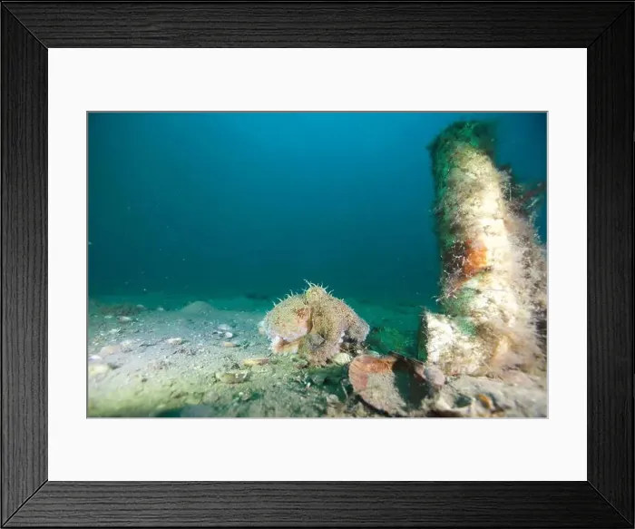 Framed Print : Marine Life of Port Philip bay, Australia Framed Print : Marine Life of Port Philip bay, Australia