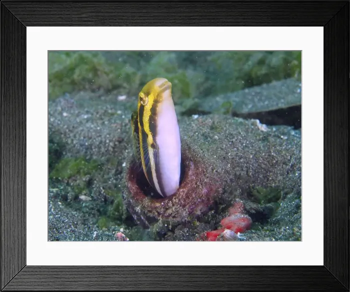 Framed Print : A striped mimicry blenny (Petroscirtes breviceps) peers out of a bottle on the seabed Framed Print : A striped mimicry blenny (Petroscirtes breviceps) peers out of a bottle on the seabed