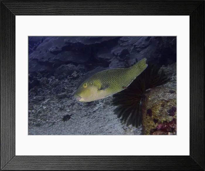 Framed Print : Green fish, black-eyed fathead minnow (Hemigymnus melapterus) Framed Print : Green fish, black-eyed fathead minnow (Hemigymnus melapterus)