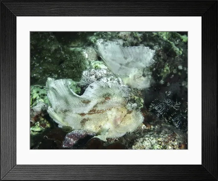 Framed Print : A pair of rocking fish (Taenianotus triacanthus) on the seabed in a dark environment Framed Print : A pair of rocking fish (Taenianotus triacanthus) on the seabed in a dark environment