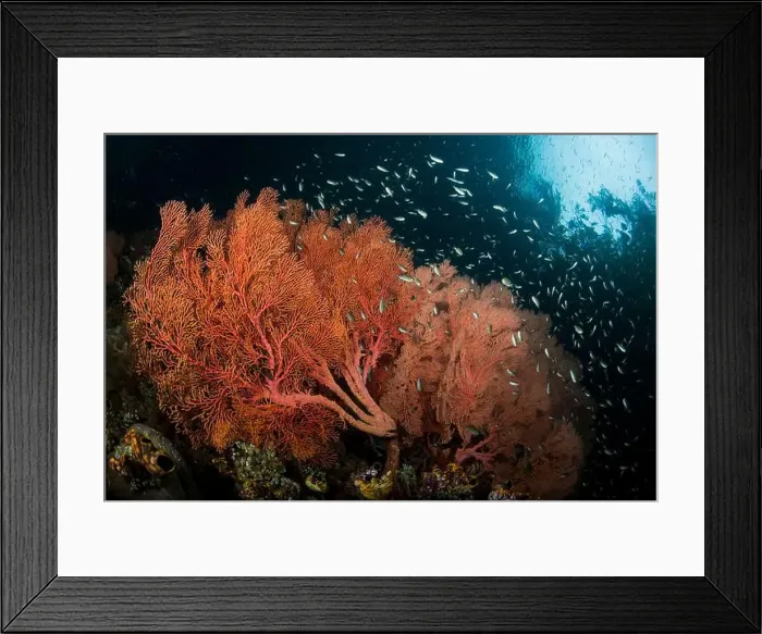 Framed Print : School of silver glassfish surrounding large red gorgonian sea fans, Raja Ampat, Indonesia Framed Print : School of silver glassfish surrounding large red gorgonian sea fans, Raja Ampat, Indonesia
