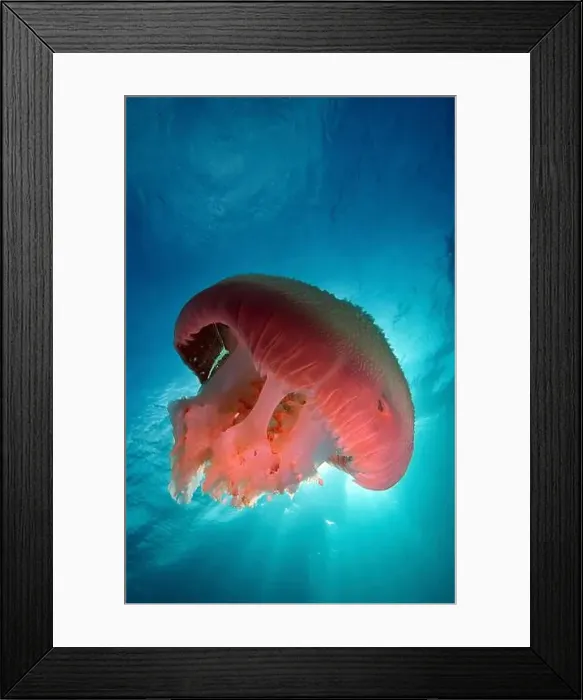 Framed Print : Large pink jellyfish against sunrays, Aur Island, Malaysia Framed Print : Large pink jellyfish against sunrays, Aur Island, Malaysia