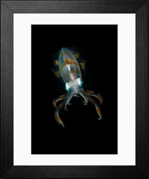 Framed Print : Colourful squid at night, Lembeh Strait, North Sulawesi, Indonesia Framed Print : Colourful squid at night, Lembeh Strait, North Sulawesi, Indonesia
