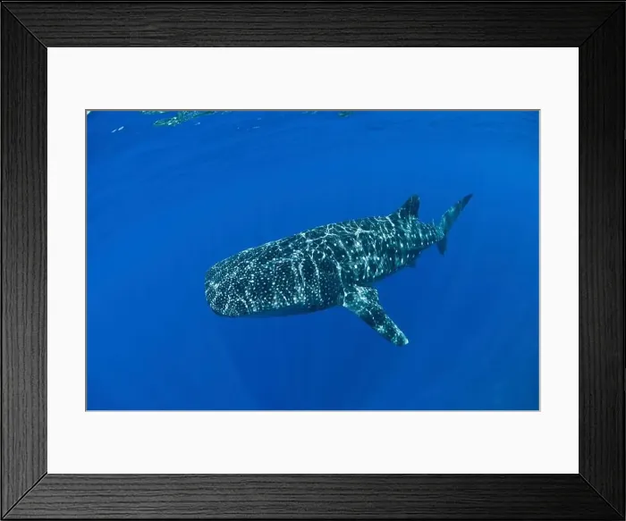 Framed Print : Enormous whale shark (Rhincodon typus) in clear blue water, Christmas Island, Australia