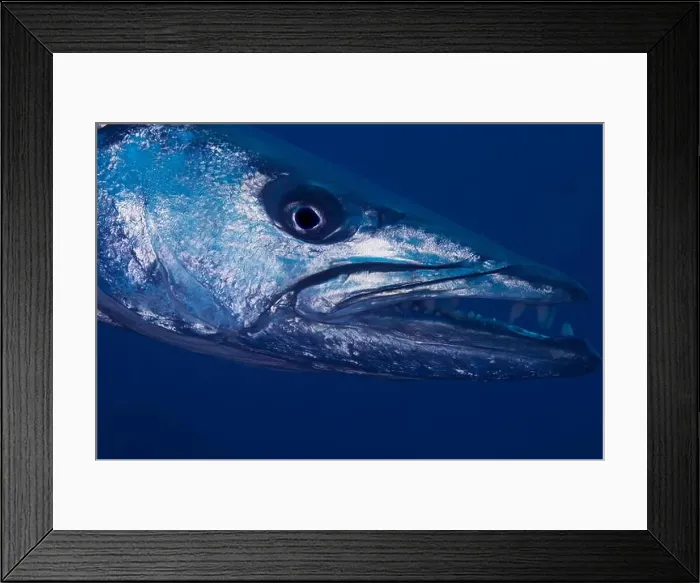 Framed Print : Head shot of a great barracuda (Sphyraena barracuda), Tulamben, Bali, Indonesia Framed Print : Head shot of a great barracuda (Sphyraena barracuda), Tulamben, Bali, Indonesia