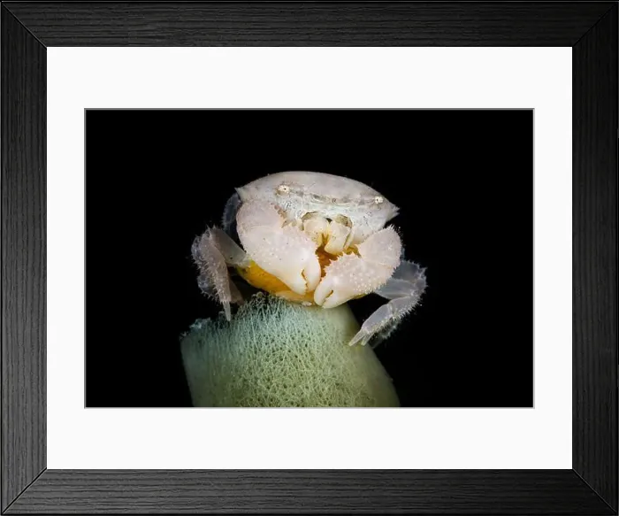Framed Print : White crab with yellow eggs on top of a tube sponge, Lembeh Strait, Indonesia Framed Print : White crab with yellow eggs on top of a tube sponge, Lembeh Strait, Indonesia