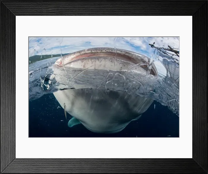 Framed Print : Over-under image of a whale shark (Rhincodon typus) near the surface, Cenderawasih Bay, Indonesia Framed Print : Over-under image of a whale shark (Rhincodon typus) near the surface, Cenderawasih Bay, Indonesia