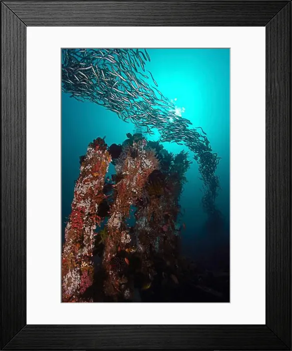 Framed Print : School of convict blenny swimming over an old wooden shipwreck, Puerto Galera, Philippines Framed Print : School of convict blenny swimming over an old wooden shipwreck, Puerto Galera, Philippines