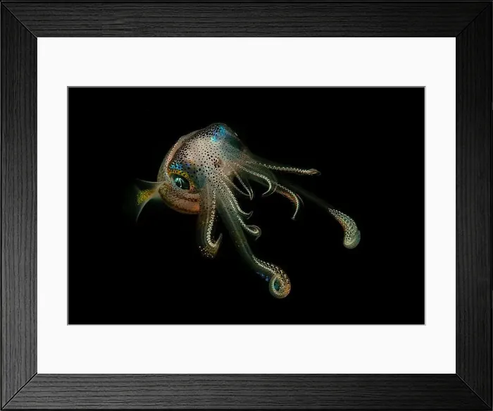Framed Print : Colourful squid swimming at night, Lembeh Strait, North Sulawesi, Indonesia Framed Print : Colourful squid swimming at night, Lembeh Strait, North Sulawesi, Indonesia