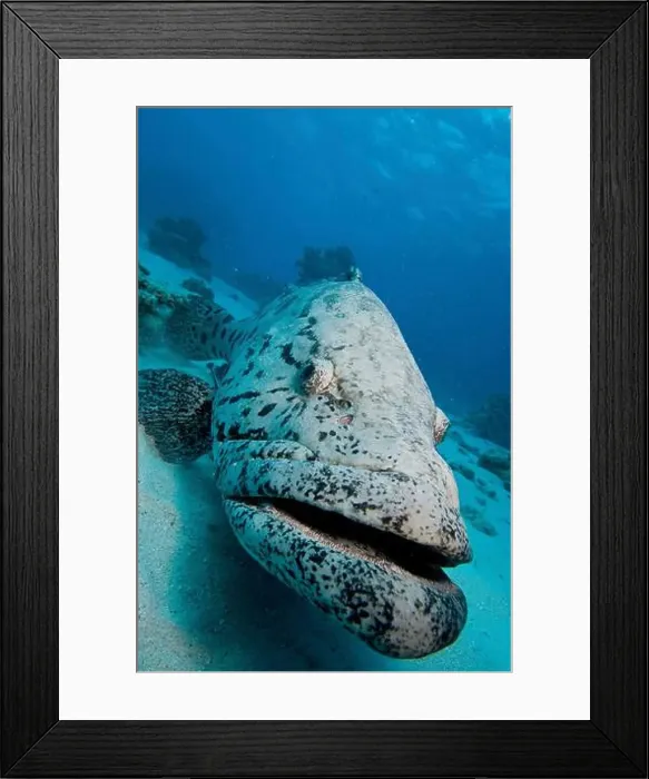 Framed Print : Head-on portrait of a potato cod (Epinephelus tukula) Framed Print : Head-on portrait of a potato cod (Epinephelus tukula)