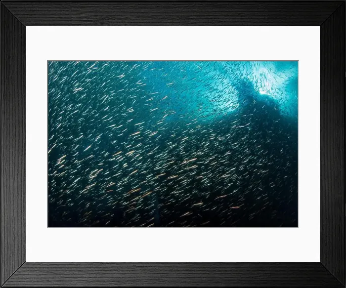 Framed Print : Dense school of fish, Raja Ampat, West Papua, Indonesia Framed Print : Dense school of fish, Raja Ampat, West Papua, Indonesia