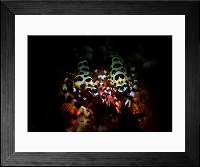 Framed Print : Pair of Coleman Shrimps (Periclimenes colemani) on top of a fire sea urchin (Astropyga radiata) Framed Print : Pair of Coleman Shrimps (Periclimenes colemani) on top of a fire sea urchin (Astropyga radiata)