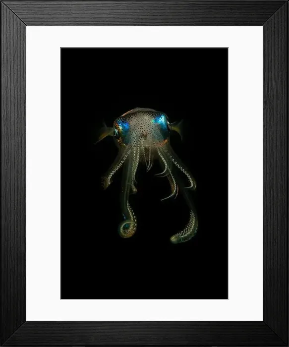 Framed Print : Colourful squid at night, Lembeh Strait, North Sulawesi, Indonesia