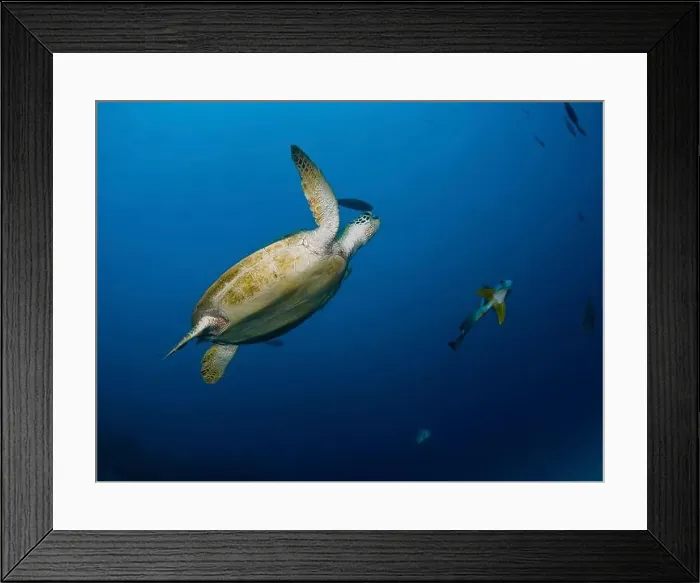Framed Print : Green sea turtle (Chelonia mydas) swimming next to a pinnate batfish in the Great Barrier Reef Framed Print : Green sea turtle (Chelonia mydas) swimming next to a pinnate batfish in the Great Barrier Reef