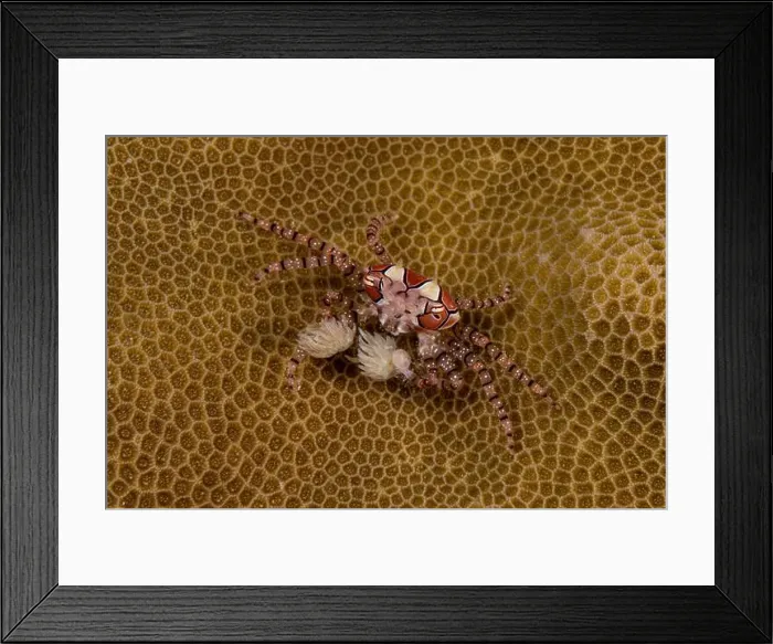 Framed Print : Pom-pom crab (Lybia edmondsoni) on beige honeycomb coral, Lembeh Strait Framed Print : Pom-pom crab (Lybia edmondsoni) on beige honeycomb coral, Lembeh Strait