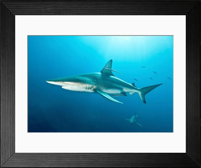 Framed Print : A pair of large oceanic blacktip sharks, Aliwal Shoal, South Africa Framed Print : A pair of large oceanic blacktip sharks, Aliwal Shoal, South Africa