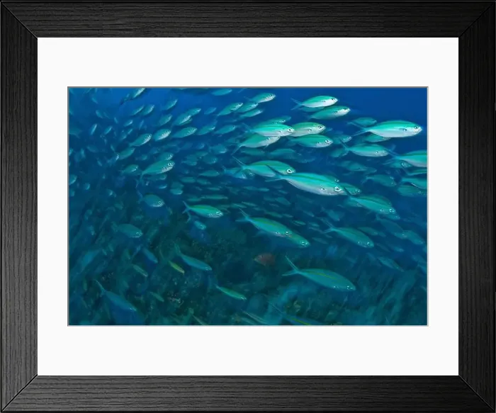 Framed Print : School of goldband fusilier fish in Lembeh Strait, North Sulawesi, Indonesia Framed Print : School of goldband fusilier fish in Lembeh Strait, North Sulawesi, Indonesia