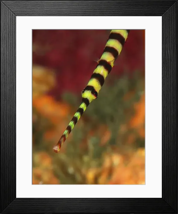 Framed Print : Face portrait of a yellowbanded pipefish (Dunckerocampus pessuliferus) Framed Print : Face portrait of a yellowbanded pipefish (Dunckerocampus pessuliferus)