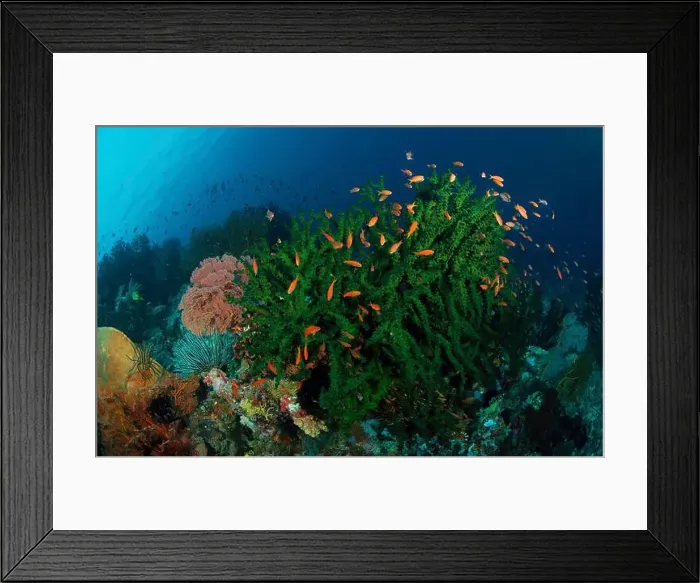 Framed Print : Green hard coral and crinoids with school of red fish, Manado, North Sulawesi, Indonesia Framed Print : Green hard coral and crinoids with school of red fish, Manado, North Sulawesi, Indonesia