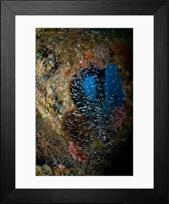 Framed Print : School of sweeper fish coming through a hole in the hull of the Liberty Wreck, Bali, Indonesia Framed Print : School of sweeper fish coming through a hole in the hull of the Liberty Wreck, Bali, Indonesia