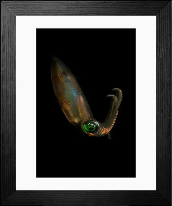 Framed Print : Colourful squid at night, Lembeh Strait, North Sulawesi, Indonesia