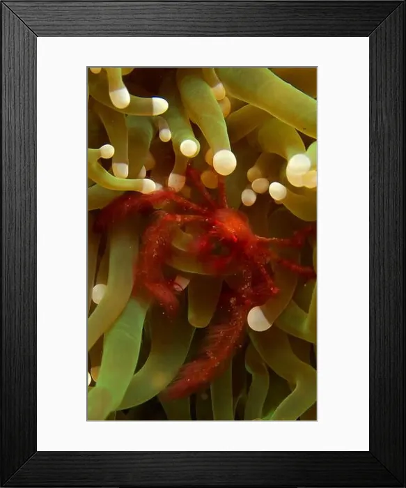 Framed Print : Red hairy orang-utan crab (Achaeus japonicus) on mushroom coral (Heliofungia actiniformis), Indonesia Framed Print : Red hairy orang-utan crab (Achaeus japonicus) on mushroom coral (Heliofungia actiniformis), Indonesia