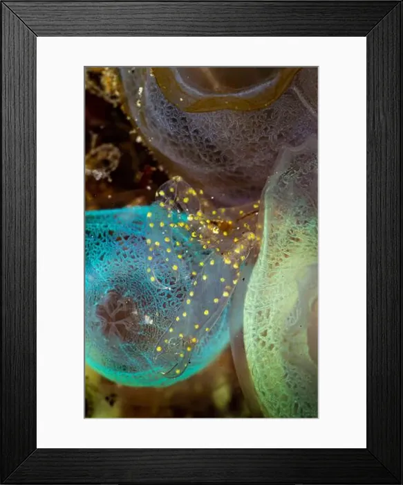 Framed Print : Transparent shrimp with yellow dots on green and blue ascidians, Lembeh Strait, Indonesia Framed Print : Transparent shrimp with yellow dots on green and blue ascidians, Lembeh Strait, Indonesia