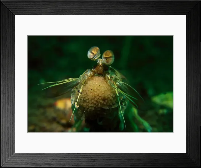 Framed Print : Yellw mantis shrimp with a clutch of yellow eggs, Lembeh Strait, North Sulawesi, Indonesia Framed Print : Yellw mantis shrimp with a clutch of yellow eggs, Lembeh Strait, North Sulawesi, Indonesia