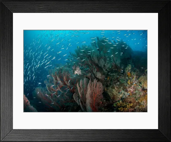 Framed Print : School of silvery fish and a lionfish in front of a cluster of gorgonian sea fans, Raja Ampat, Indonesia Framed Print : School of silvery fish and a lionfish in front of a cluster of gorgonian sea fans, Raja Ampat, Indonesia
