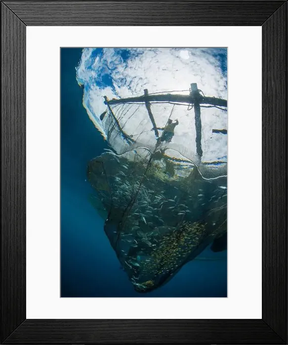 Framed Print : Fisherman hauling his net full of fish on his bagan, Cenderawasih Bay, Indonesia Framed Print : Fisherman hauling his net full of fish on his bagan, Cenderawasih Bay, Indonesia