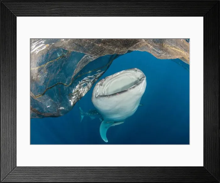 Framed Print : Whale shark (Rhincodon typus) feeding off fishing nets at surface, Cenderawasih Bay, Indonesia Framed Print : Whale shark (Rhincodon typus) feeding off fishing nets at surface, Cenderawasih Bay, Indonesia