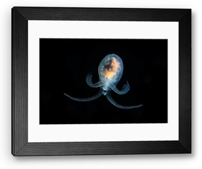 Framed Print : A Hydromyles globulosus sea angel in black water, Raja Ampat, West Papua, Indonesia Framed Print : A Hydromyles globulosus sea angel in black water, Raja Ampat, West Papua, Indonesia