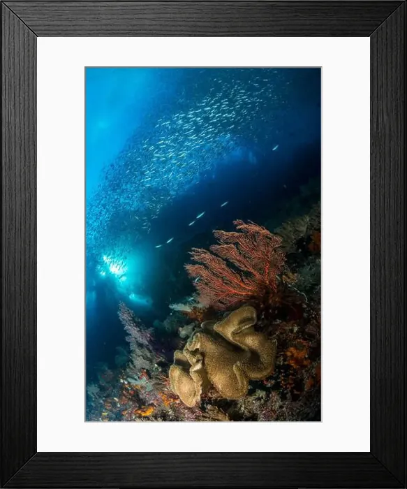 Framed Print : Soft coral and gorgonian sea fan with sunlight filtering through as a school of sardines swims by Framed Print : Soft coral and gorgonian sea fan with sunlight filtering through as a school of sardines swims by