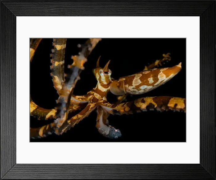 Framed Print : Wunderpus photogenicus portrait against black background, Lembeh Strait Framed Print : Wunderpus photogenicus portrait against black background, Lembeh Strait