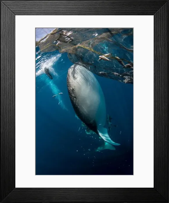Framed Print : Whale shark (Rhincodon typus) heading to fishing net near the surface to feed, Cenderawasih Bay, Indonesia Framed Print : Whale shark (Rhincodon typus) heading to fishing net near the surface to feed, Cenderawasih Bay, Indonesia
