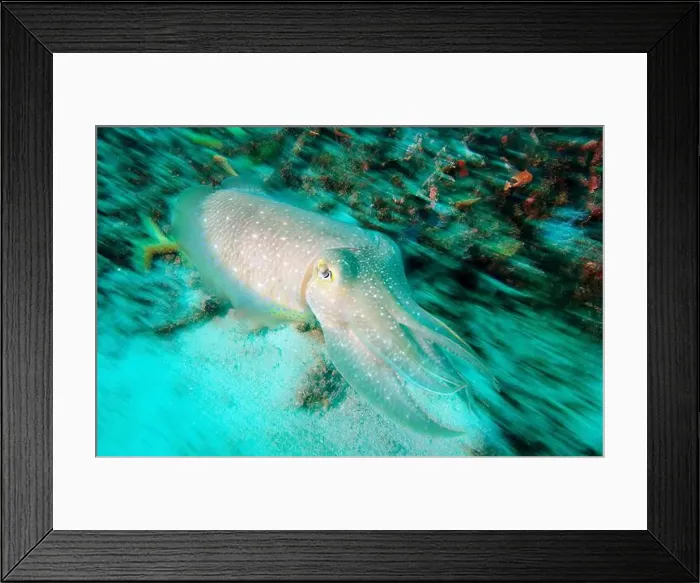 Framed Print : Broadclub cuttlefish (Sepia latimanus) speeding away, Aur Island, Malaysia Framed Print : Broadclub cuttlefish (Sepia latimanus) speeding away, Aur Island, Malaysia