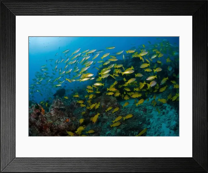Framed Print : School of common bluestripe snapper (Lutjanus kasmira) over the Great Barrier Reef Framed Print : School of common bluestripe snapper (Lutjanus kasmira) over the Great Barrier Reef