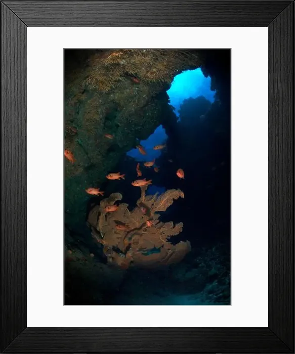Framed Print : School of red soldierfish urrounding a large gorgonian sea fan, Mauritius Framed Print : School of red soldierfish urrounding a large gorgonian sea fan, Mauritius