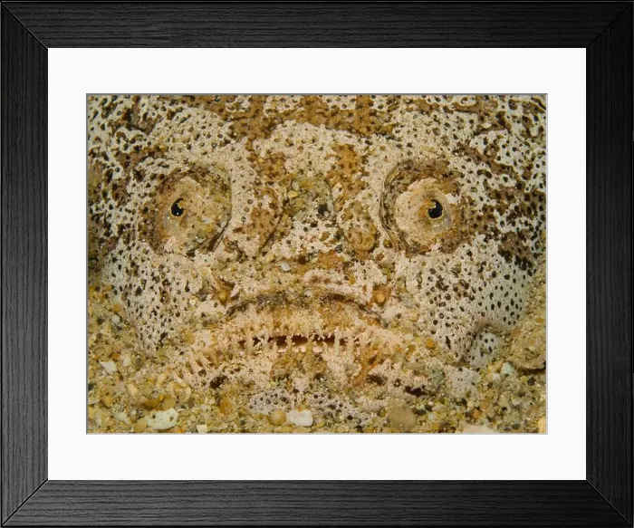 Framed Print : Face of a stargazer fish hiding in the sand, Puerto Galera, Philippines Framed Print : Face of a stargazer fish hiding in the sand, Puerto Galera, Philippines
