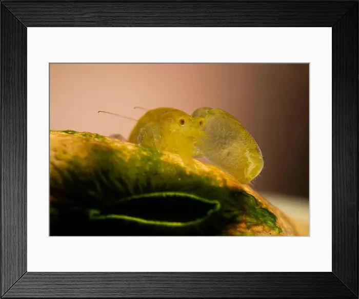Framed Print : Green transparent snapping shrimp on sea squirt, Lembeh Strait, Indonesia Framed Print : Green transparent snapping shrimp on sea squirt, Lembeh Strait, Indonesia