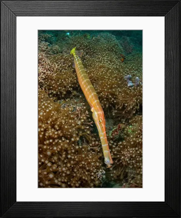 Framed Print : Trumpetfish (Aulostomus chinensis) hovering over a large patch of flowerpot coral (Goniopora sp.) Framed Print : Trumpetfish (Aulostomus chinensis) hovering over a large patch of flowerpot coral (Goniopora sp.)