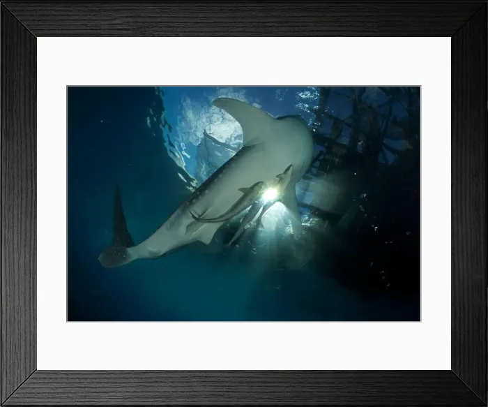 Framed Print : A whale shark (Rhincodon typus) near the surface under a bagan, Cenderawasih Bay, Indonesia Framed Print : A whale shark (Rhincodon typus) near the surface under a bagan, Cenderawasih Bay, Indonesia