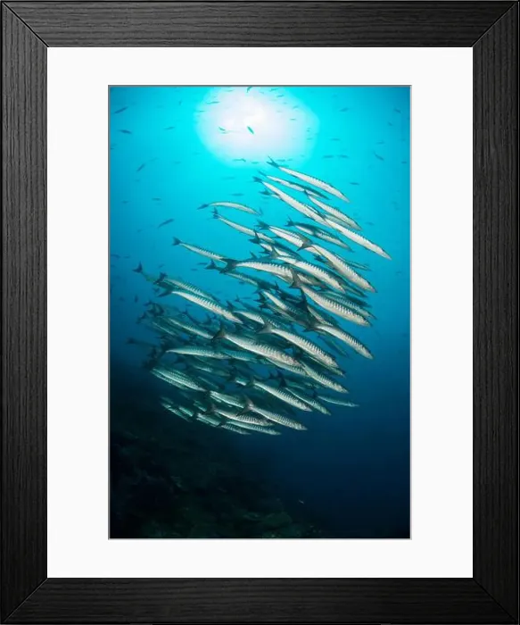 Framed Print : School of chevron barracuda with sun ball overhead, Raja Ampat, Indonesia Framed Print : School of chevron barracuda with sun ball overhead, Raja Ampat, Indonesia